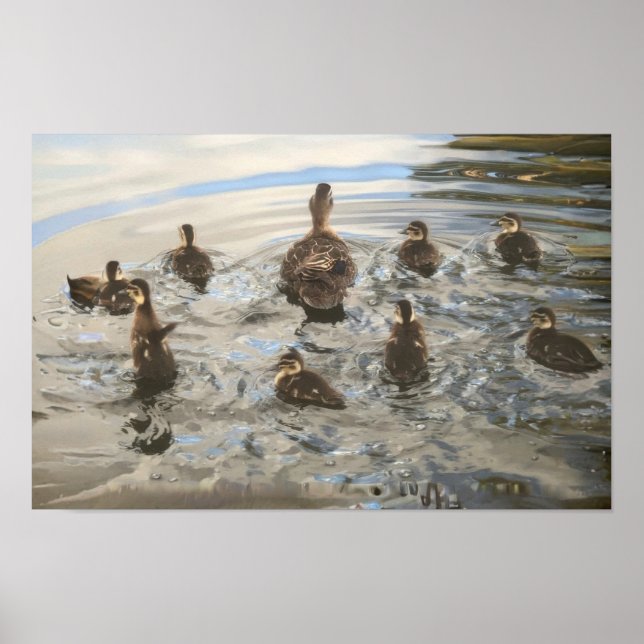 Poster Ducks Swimming (Frente)