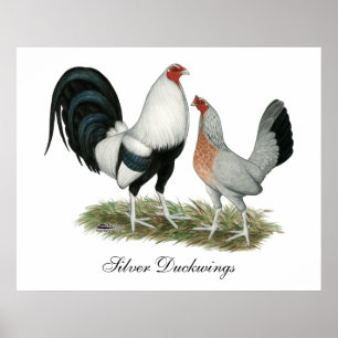 Poster Duckwing de prata Gamefowl