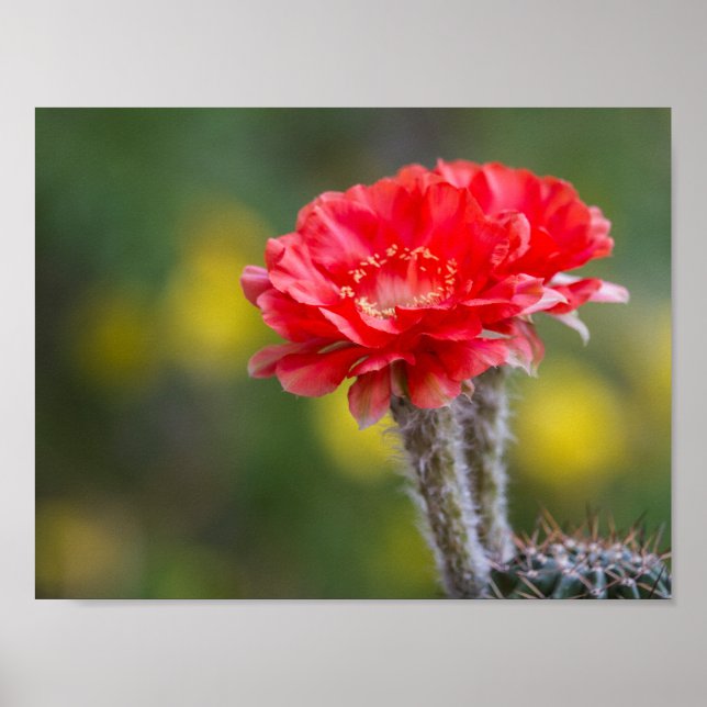 Poster Dueto de fogo (Frente)