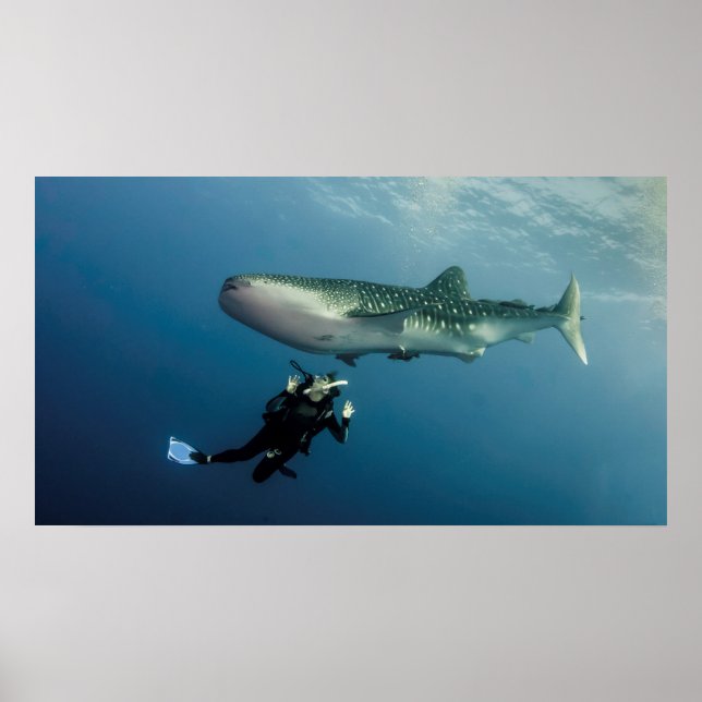 Poster Duking For Cobrir? (Frente)