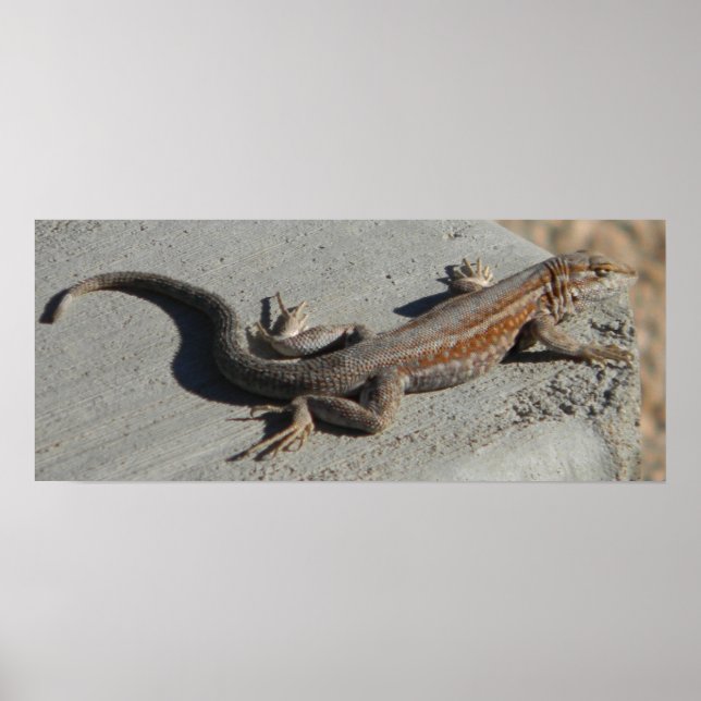 Poster dunas com lagarto de escova (Frente)