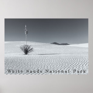 Poster Dunas de Areia do Deserto Preto e Branco com Yucca