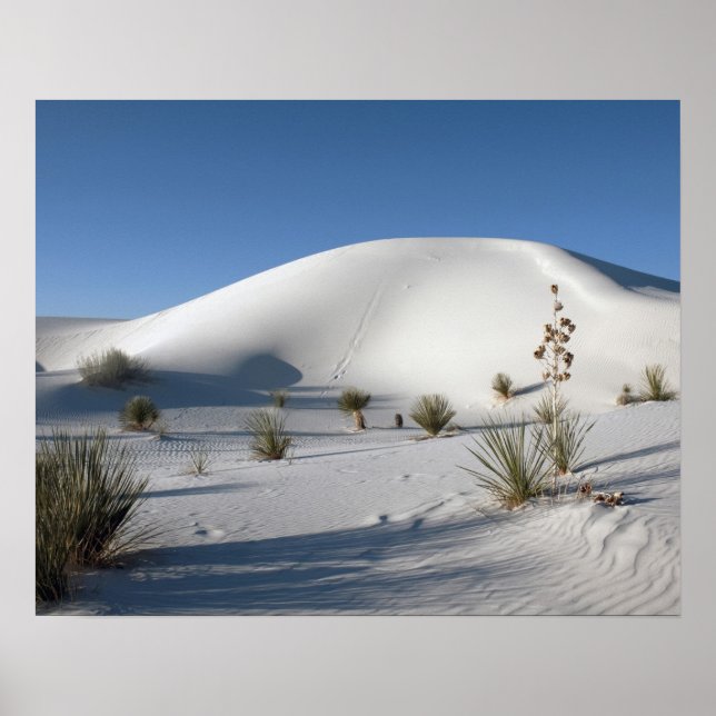 Poster Dunas Transversais e Soaptree Yucca (Frente)