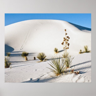 Poster Dunas Transversais e Soaptree Yucca