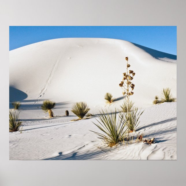 Poster Dunas Transversais e Soaptree Yucca (Frente)