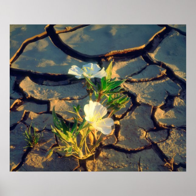 Póster Dune Primrose crescendo com lama rachada (Frente)