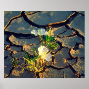 Póster Dune Primrose growing out of Cracked Mud