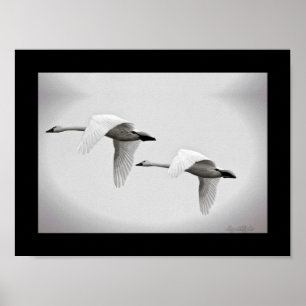 Póster Duo da cisne