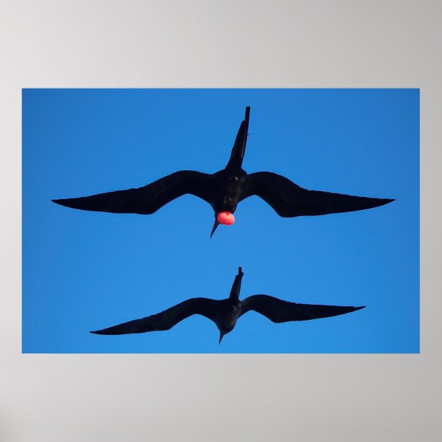 Poster Duplos pássaros (Frente)