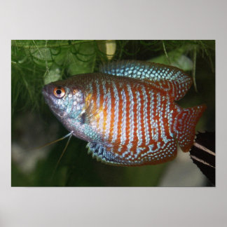 Póster Dwarf Gourami - Colisa lalia