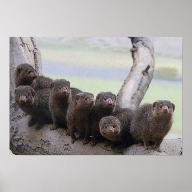 Poster Dwarf Mongoose Pack (Frente)