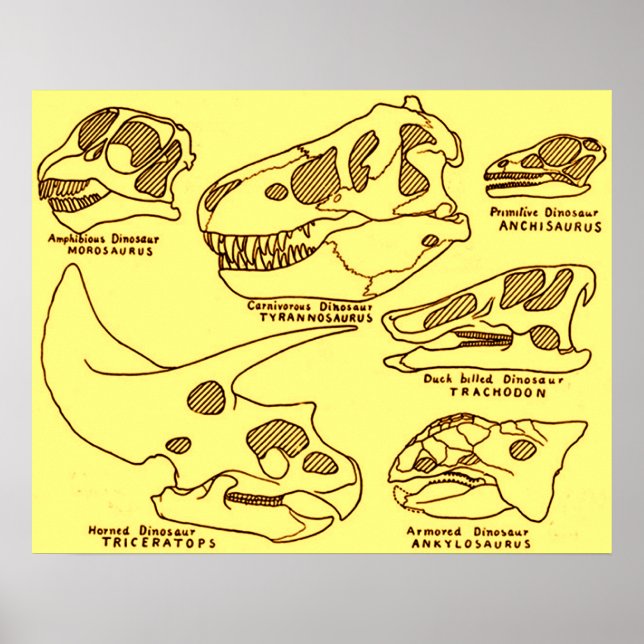 Poster Dynosaur Skulls (Frente)