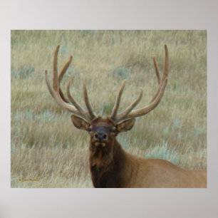 Poster E10 Alce Macho em Antler em Crescimento Tiro na Ca