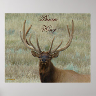 Poster E10 Alce Macho em Antler em Foto de Cabeça