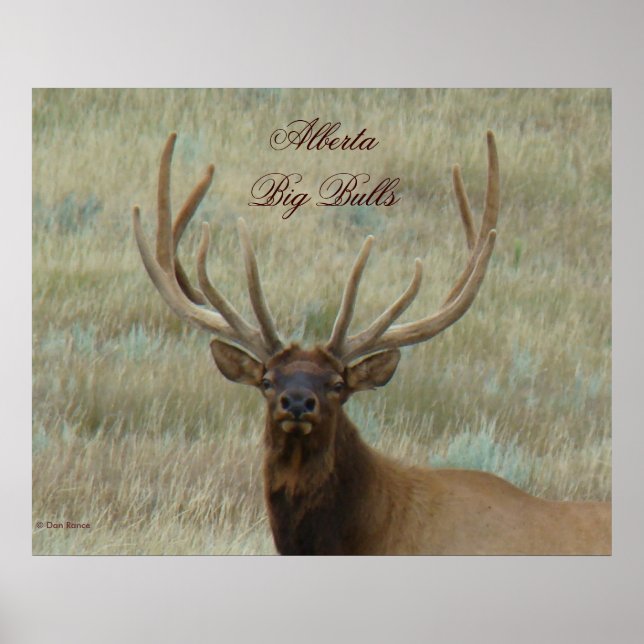 Póster E10 Bull Elk em Velvet (Frente)
