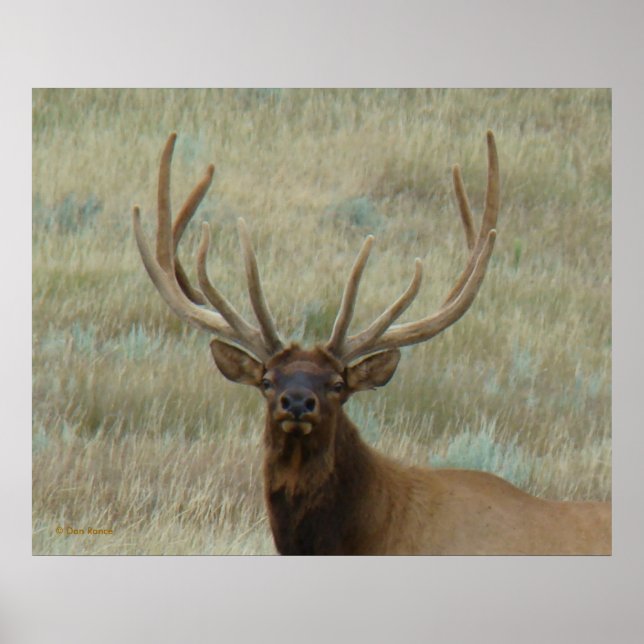 Poster E10 Bull Elk em Velvet Head Shot (Frente)