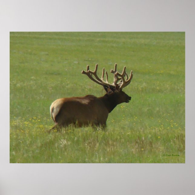 Poster E12 Bull Elk 1 ou 2? (Frente)