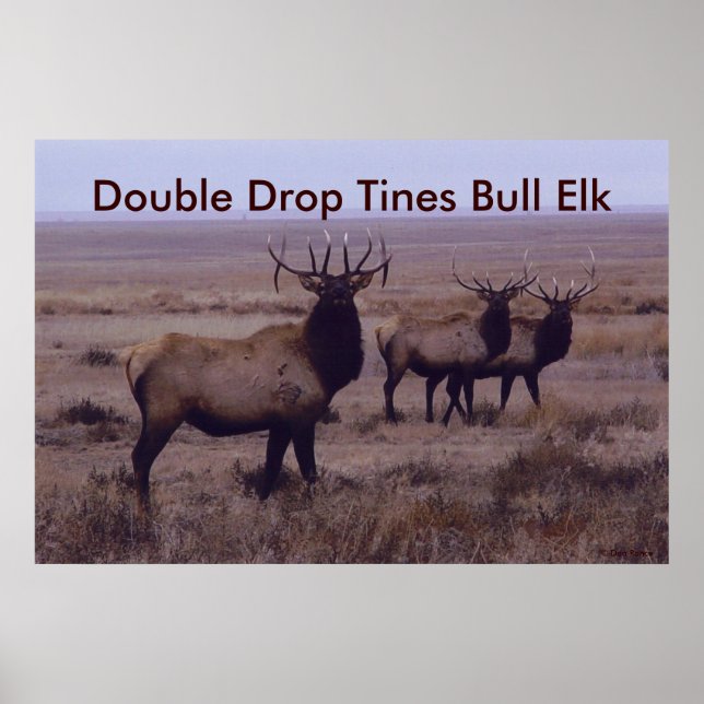 Póster E19 Alce Macho Duplo Drop Tines (Frente)