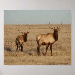Poster E1 Bull Elk Young Bulls