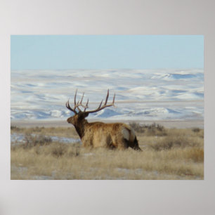 Póster E22 Alce Macho Colinas Nevadas
