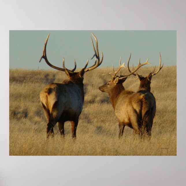 Poster E28 Bull Elk (Frente)