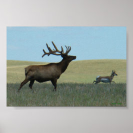 Poster E34 Alce Macho e Antilope