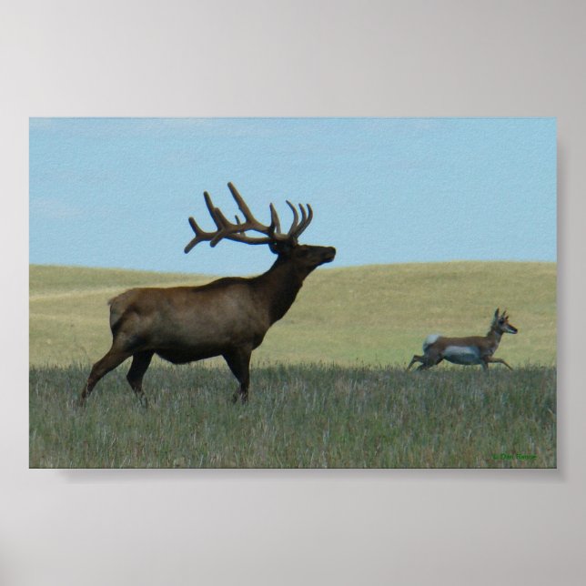 Poster E34 Alce Macho e Antilope (Frente)