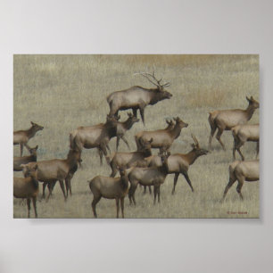 Poster E37 Bull Elk com vacas