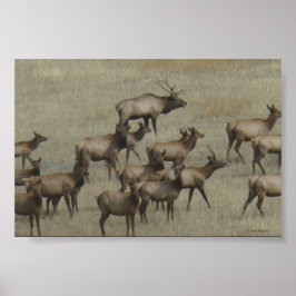 Poster E37 Touro Elk com Vacas
