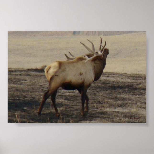 Póster E39 Bull Elk Bugling (Frente)