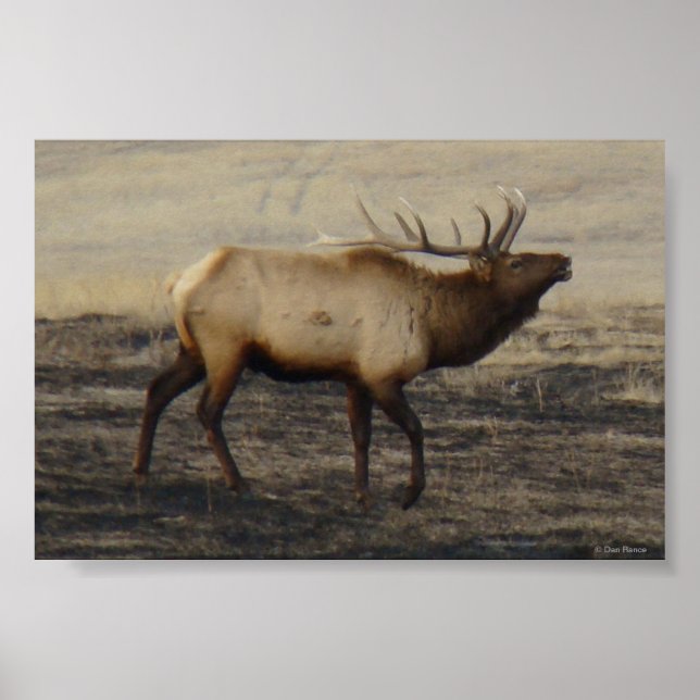 Póster E40 Bull Elk Bugler (Frente)