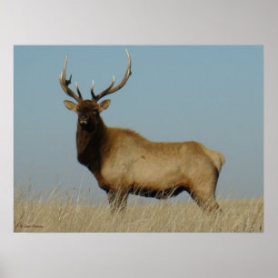 Póster E43 Young Bull Elk