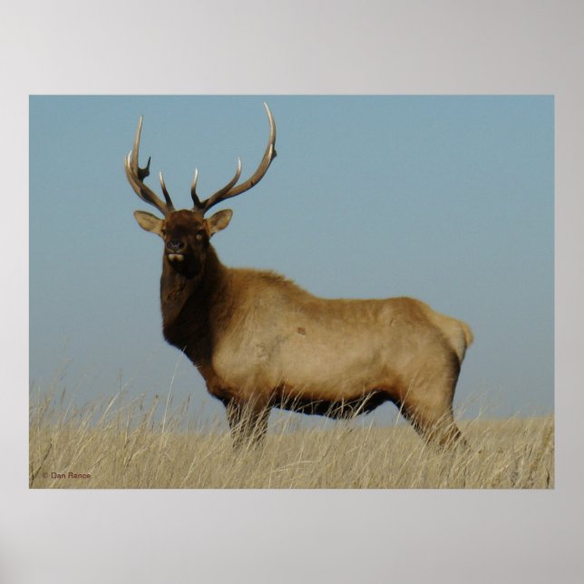 Póster E43 Young Bull Elk (Frente)