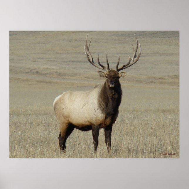 Poster E46 Bull Elk Big Bull (Frente)