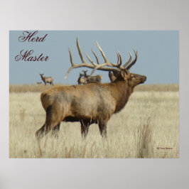 Póster E4 Bull Elk Herd Master