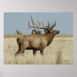 Póster E4 Bull Elk Herd Master