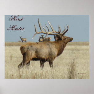 Póster E4 Touro Elk Herd Master