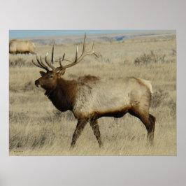 Póster E55 Alce Macho