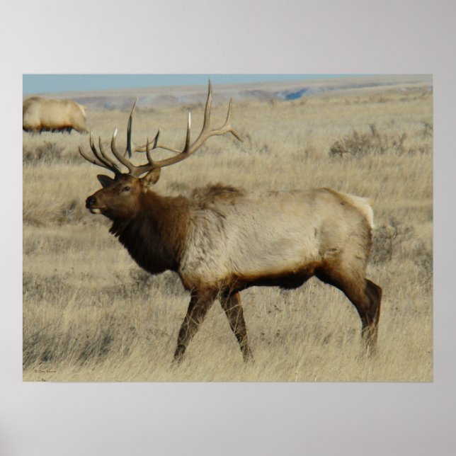 Póster E55 Alce Macho (Frente)