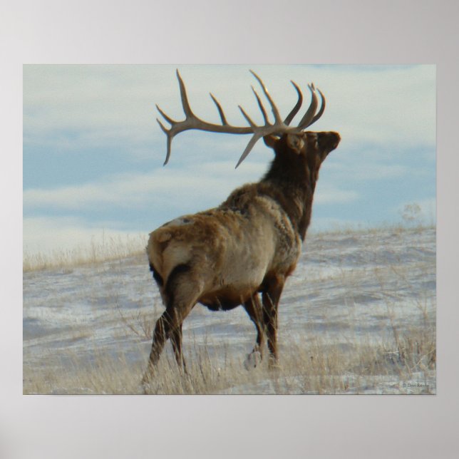 Poster E58 Bull Elk Lucky 13 Bull (Frente)