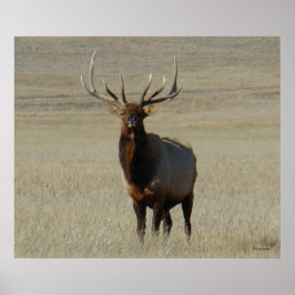 Poster E59 Alce Macho