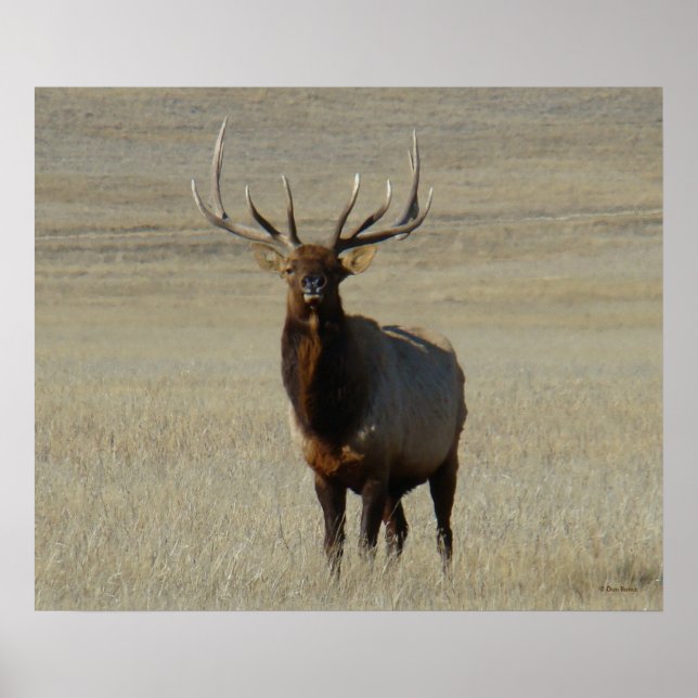 Poster E59 Alce Macho (Frente)