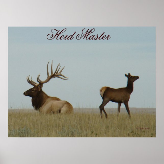 Póster E5 Bull Elk e Yearling (Frente)