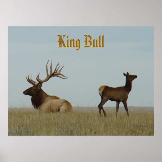 Póster E5 Bull Elk e Yearling (Frente)