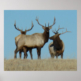 Póster E60 Alce Macho no Céu