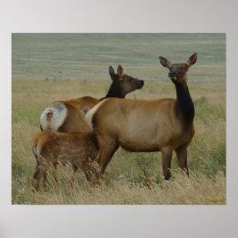 Póster E61 Vaca Alce e Bezerro