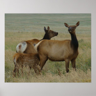 Póster E61 Vaca Alce e Bezerro
