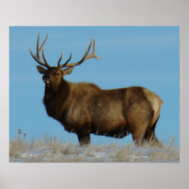 Poster E62 Alce Macho no Céu