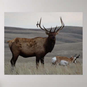 Póster E63 Alce Macho e Antílope Pronghorn