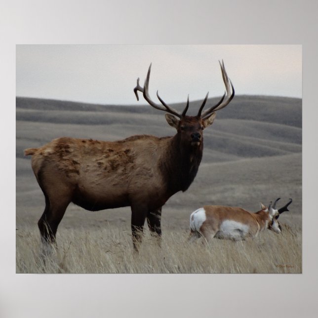 Póster E63 Alce Macho e Antílope Pronghorn (Frente)